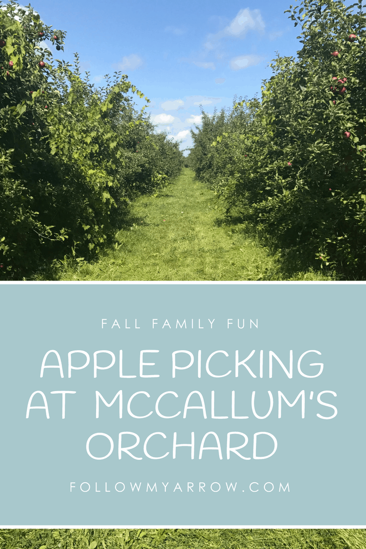 APPLE PICKING AT  MCCALLUM’S ORCHARD