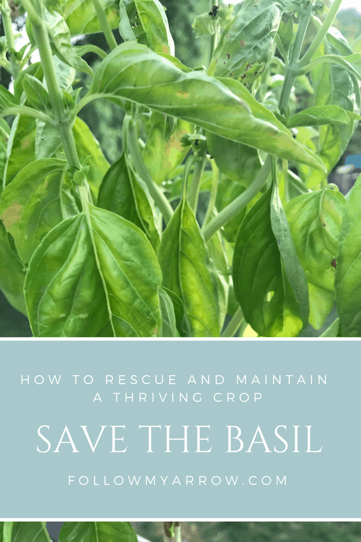 Save the basil